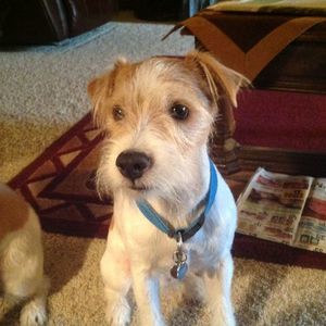 Meet your Posher, Peggy